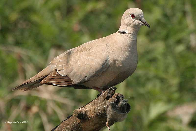 Tortora dal collare orientale - Streptopelia decaocto